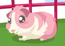Guinea Pig Care
