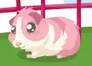 Jogar Guinea Pig Care