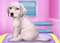 Jogar Labrador at the Doctor Salon