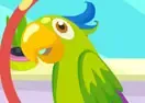 Jogar Parrot Care